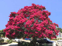 Crape Myrtle – Flower Seeds Perennial