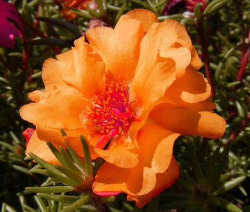 Moss Rose Portulaca Grandiflora – Orange Garden Flower Seeds