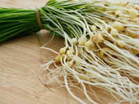 Wild Chives Seeds for Planting Non-GMO Heirloom