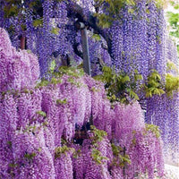 Chinese Wisteria – Dark Purple Climbing Flower Seeds