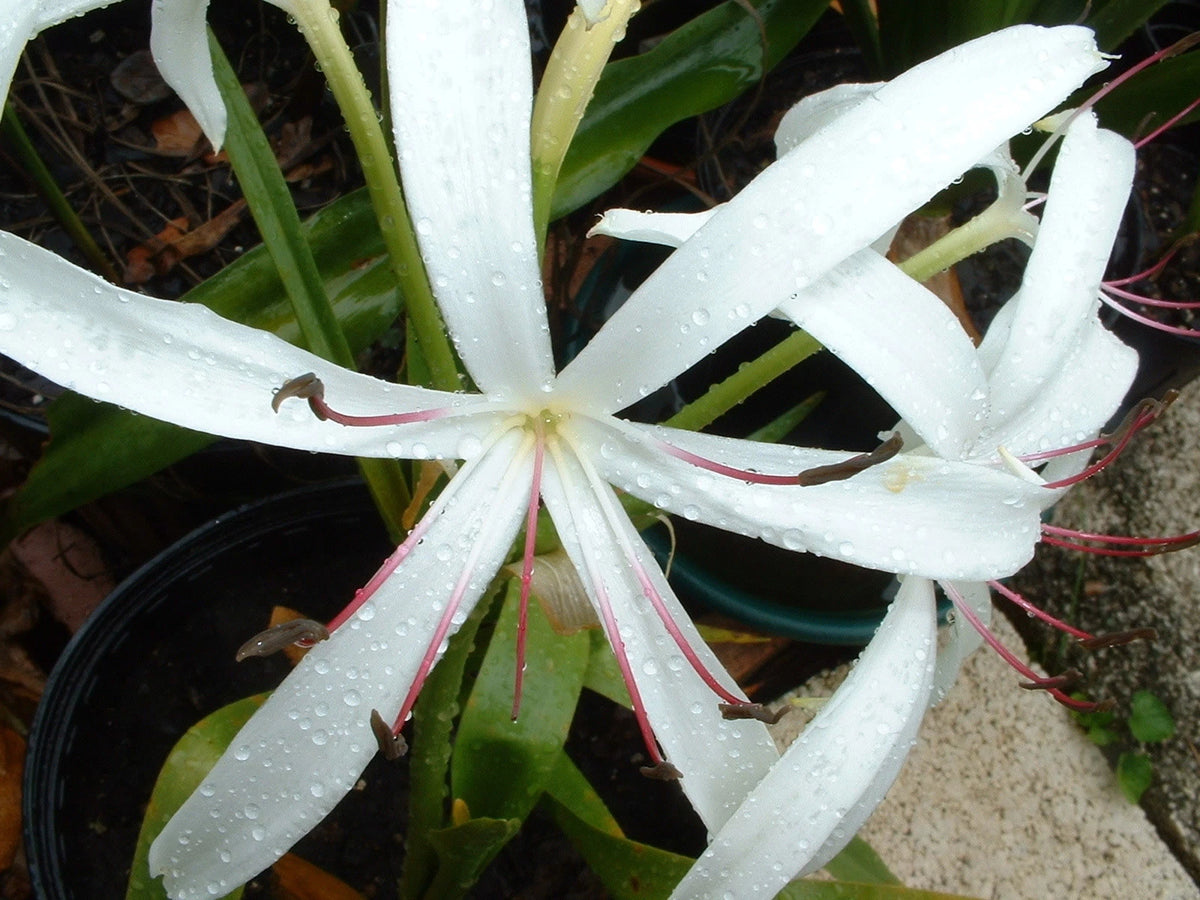 Crinum Lily Grab Bag 6 Types - Off