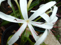 Crinum Lily Grab Bag 6 Types - Off