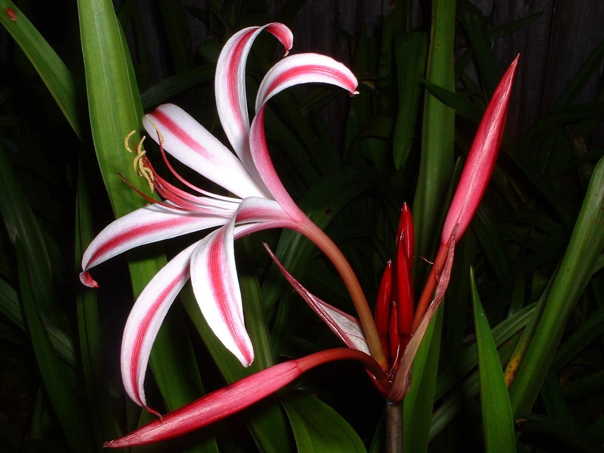 Crinum Lily Baconi – Garden Flower Seeds