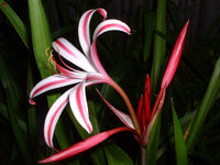 Crinum Lily Baconi – Garden Flower Seeds