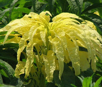 Amaranthus Amaranthus Tricolor – Yellow Garden Flower Seeds