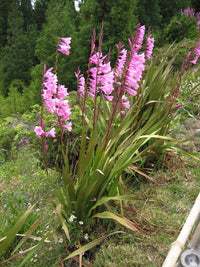 Watsonia Borbonica – Pink Cape Bugle Lily Flower Seeds