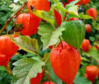 Chinese Lantern Physalis Alkekengi Colorful Garden Flower Seeds