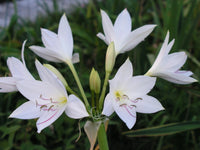 Crinum Lily Johns – Garden Flower Seeds