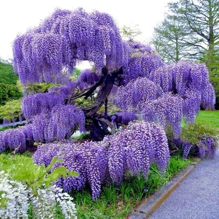 Blue Rain Wisteria Climbing Garden Flower Seeds