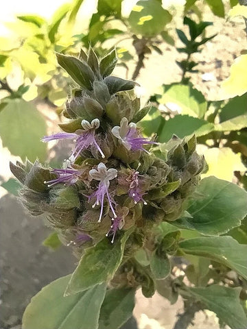 Patchouli Pogostemon Cablin Fragrant Perennial Herb Garden Seeds