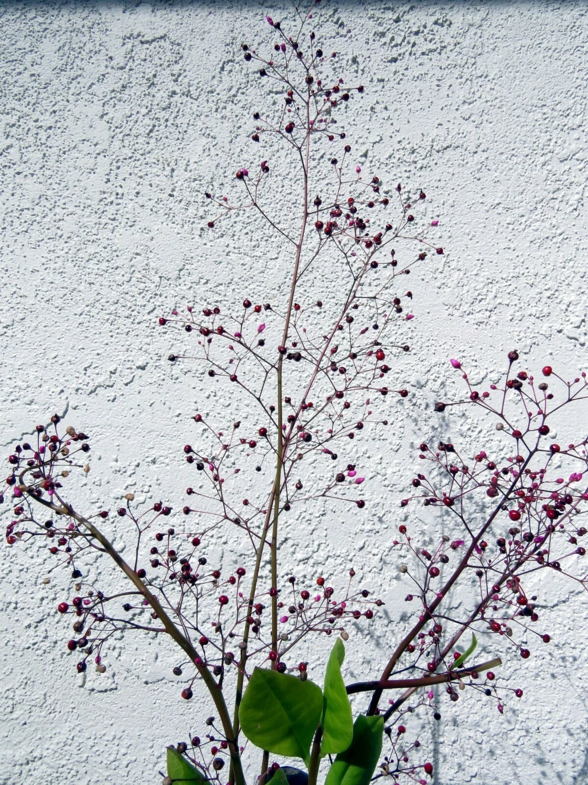 Jewels of Opar Talinum Paniculatum Ornamental Garden Flower Seeds