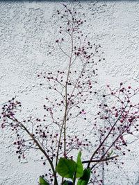 Jewels of Opar Talinum Paniculatum Ornamental Garden Flower Seeds