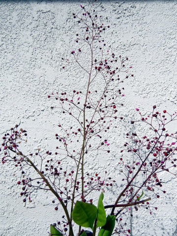 Jewels of Opar Talinum Paniculatum Ornamental Garden Flower Seeds