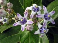 Calotropis Gigantea – Giant Milkweed Shrub Seeds