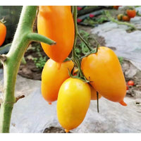 Roma Tomato – Heirloom Vegetable Seeds