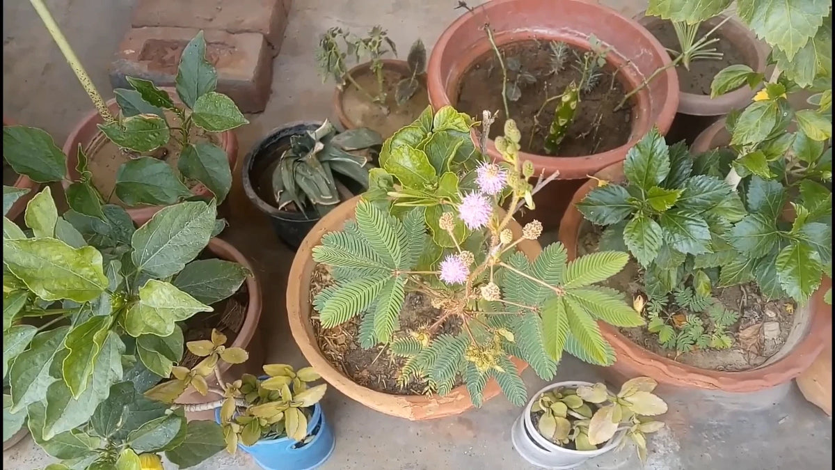 Mimosa Pudica Seeds The Sensitive Plant Touch Me Not Herb Tickle It – Garden Flower Seeds