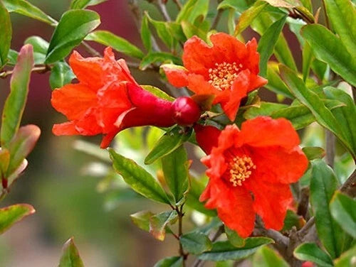 Punica Granatum – Fruit Tree Seeds