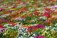 Livingston Daisy Ice – Colorful, Mixed Flower Seeds
