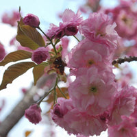 Japanese Cherry Blossom Prunus Serrulata Flowering Ornamental Tree Seeds