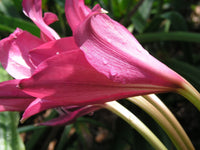 Crinum Lily Magenta – Garden Flower Seeds