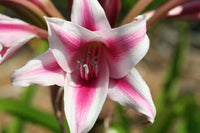 Crinum Lily Candy Twist Medium-size Bulb New - Flower Seeds