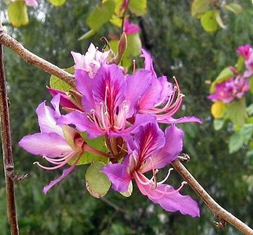Bauhinia Purpurea Pink Purple Orchid Flowering Tree Seeds