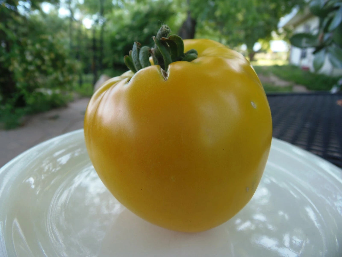 King of Siberia Tomato – Cold-Tolerant Heirloom Vegetable Seeds