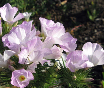 Mountain Phlox Linanthus Grandiflorus – Hardy Garden Flower Seeds