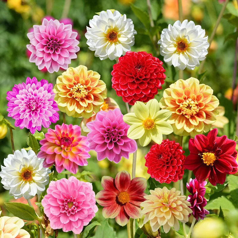 Dahlia Variabilis Double Flower Garden Seeds
