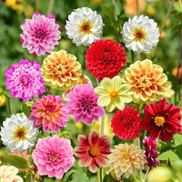 Dahlia Variabilis Double Flower Garden Seeds