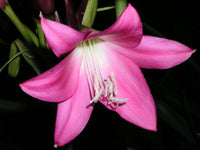 Crinum Lily Elizabeth – Garden Flower Seeds for Planting