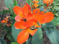 Cannova Orange Shades Canna Perennial Flower Seeds