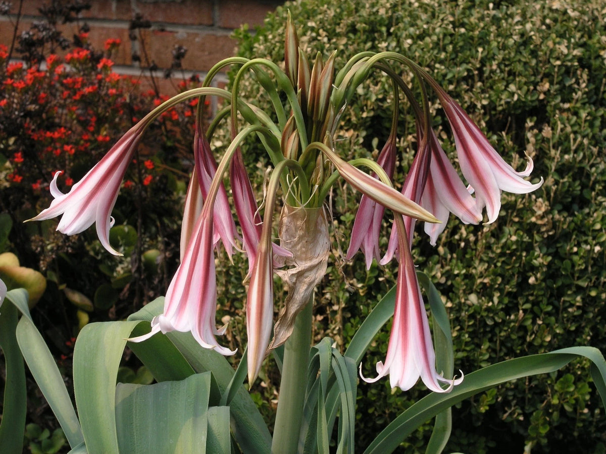 Crinum Lily Bulbispermum – Garden Flower Seeds