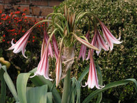 Crinum Lily Bulbispermum – Garden Flower Seeds