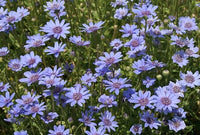 True Blue Felicia Heterophylla – Colorful African Daisy Flower Seeds