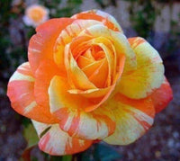 Seeds Orange White – Perennial Flower Seeds