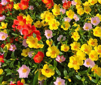 Moss Rose Mix Portulaca Grandiflora – Colorful Perennial Flower Seeds