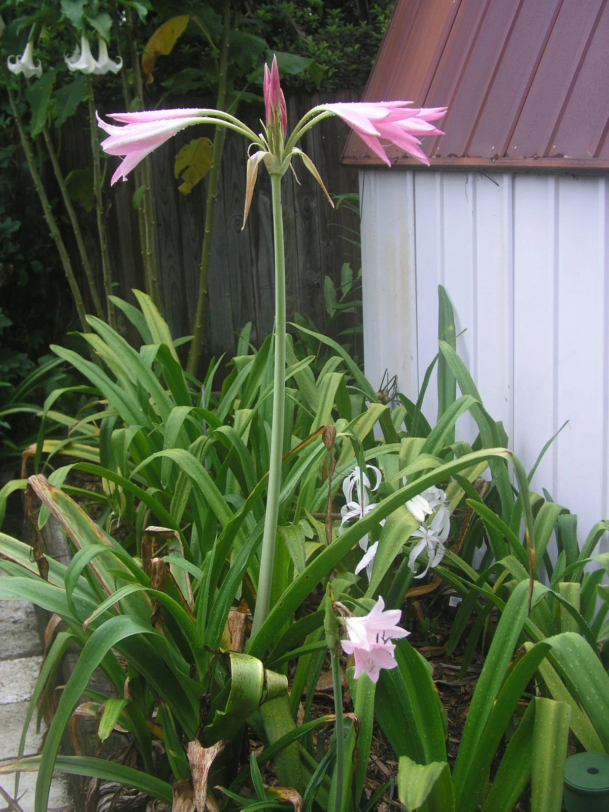 Crinum Lily Pink – Garden Flower Seeds