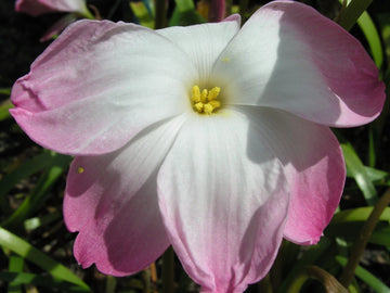 Rain Lily Zephyranthes Labufarosea Seasonal Garden Flower Seeds