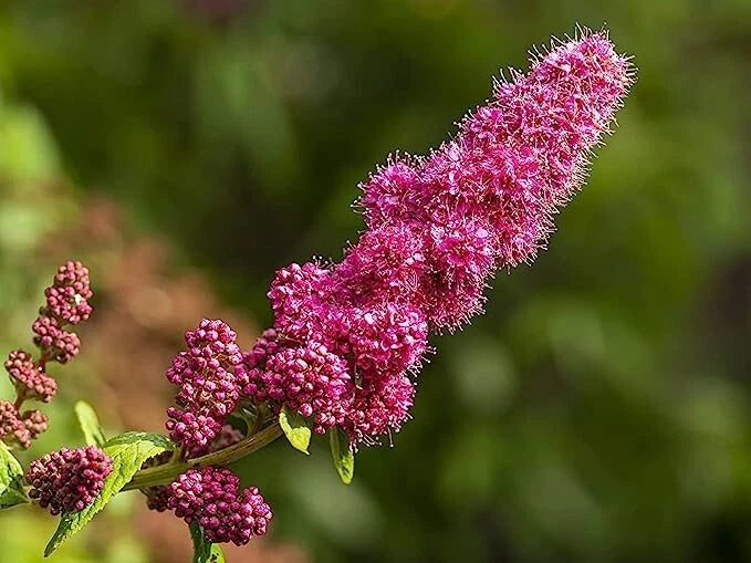 Steeple Bush Spiraea Tall Pink Flowering Shrub Seeds