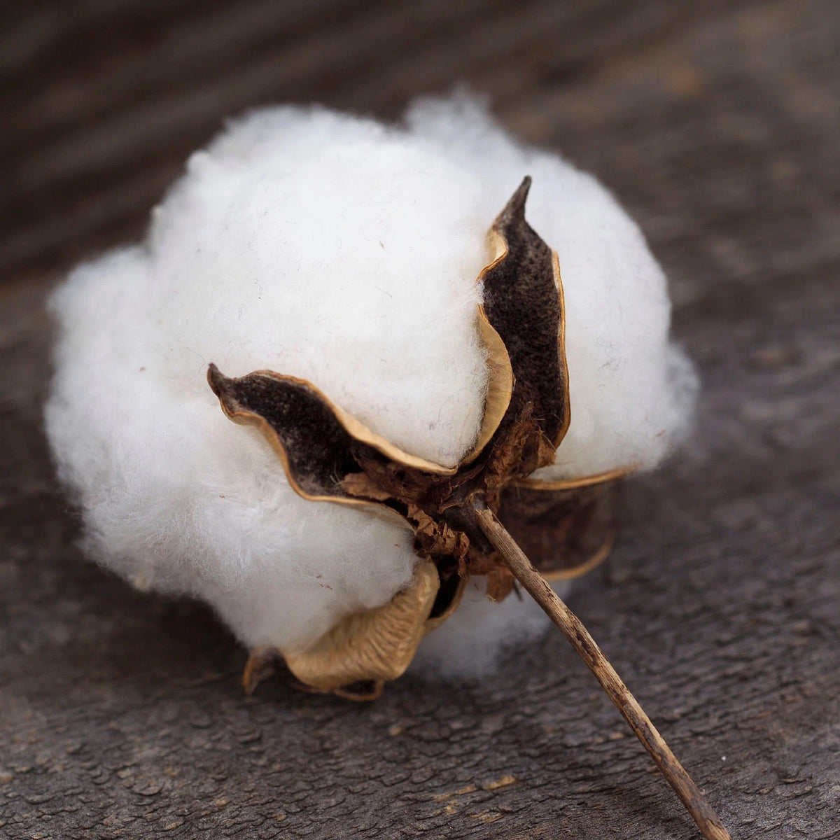 Incredible Cotton Bush – Garden Flower Seeds for Planting