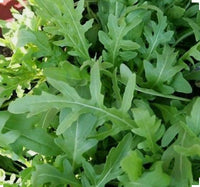 Arugula Eruca Sativa – Fast Growing Leafy Vegetable Seeds