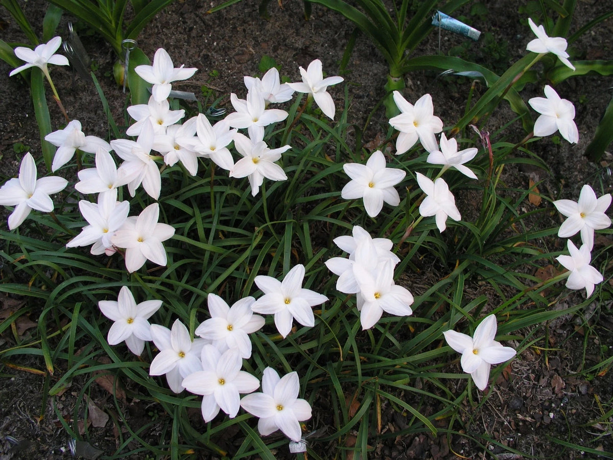 Rain Lily Zephyranthes – Garden Flower Seeds