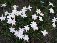 Rain Lily Zephyranthes – Garden Flower Seeds