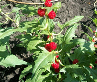 Strawberry Spinach Chenopodium Foliosum – Hardy Vegetable Seeds