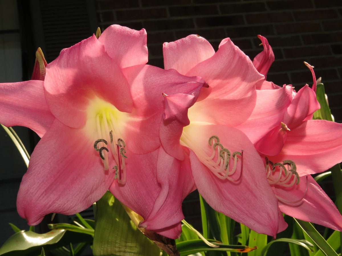 Crinum Lily Charisma Medium-Size Bulb New Amazing