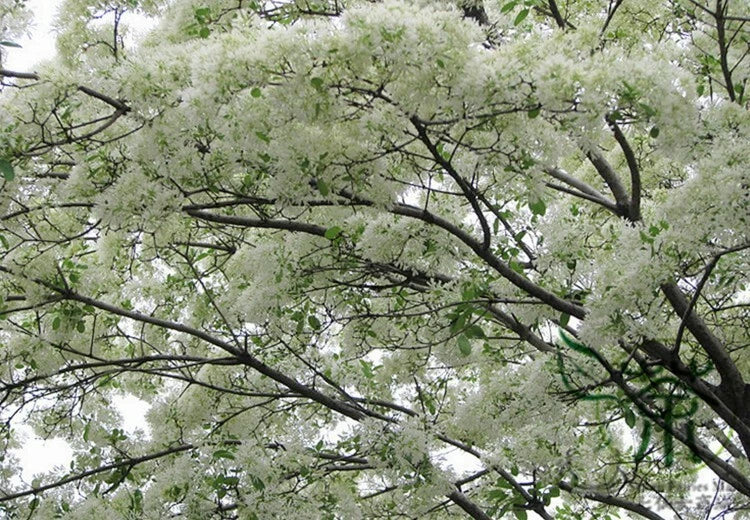 Chinese Fringe Tree Chionanthus Retusus – Flowering Ornamental Tree Seeds