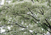 Chinese Fringe Tree Chionanthus Retusus – Flowering Ornamental Tree Seeds