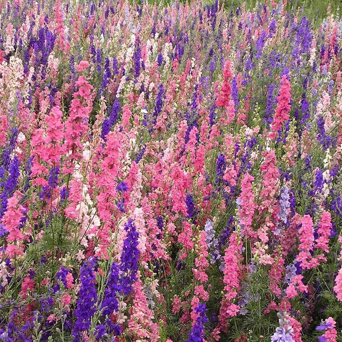 Imperial Mixed Rocket Larkspur – Colorful Garden Flower Seeds