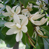 Michelia Macclurei Fragrant Evergreen Magnolia Tree Seeds